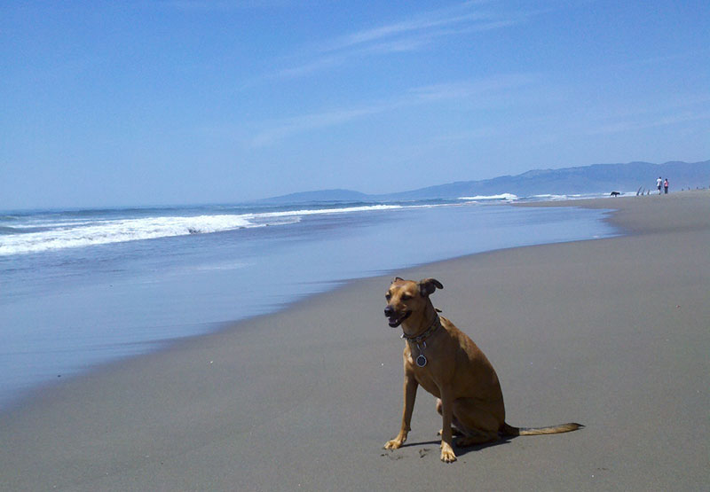 FORT FUNSTON DOG BEACH: Dog-friendly San Francisco Video Review