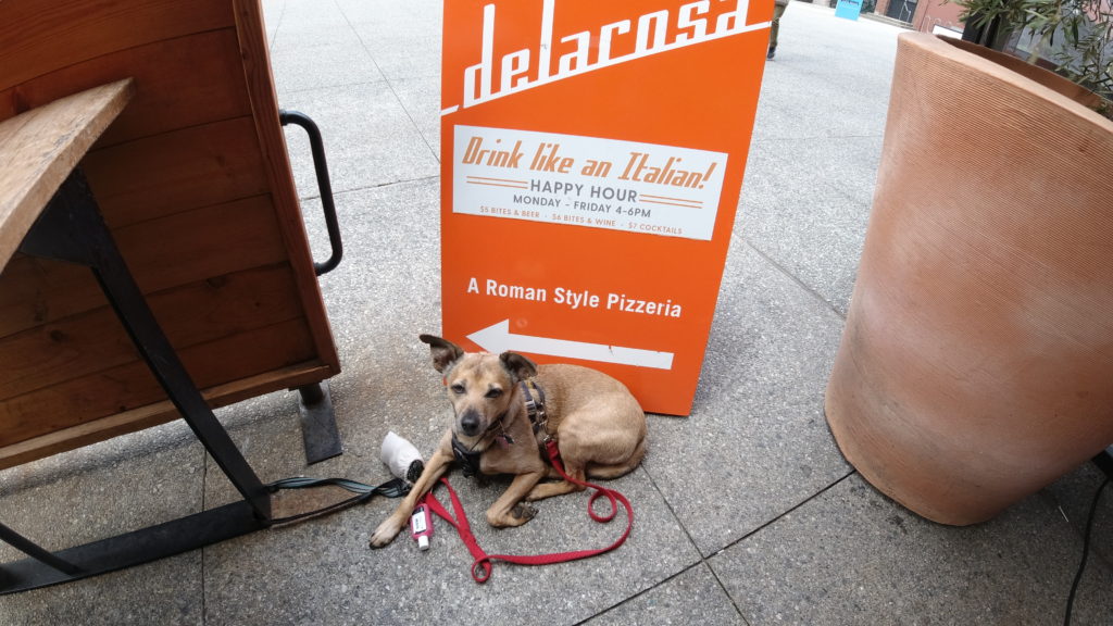 Lovie the dog in front of the Delarosa sign in SOMA district of San Francisco