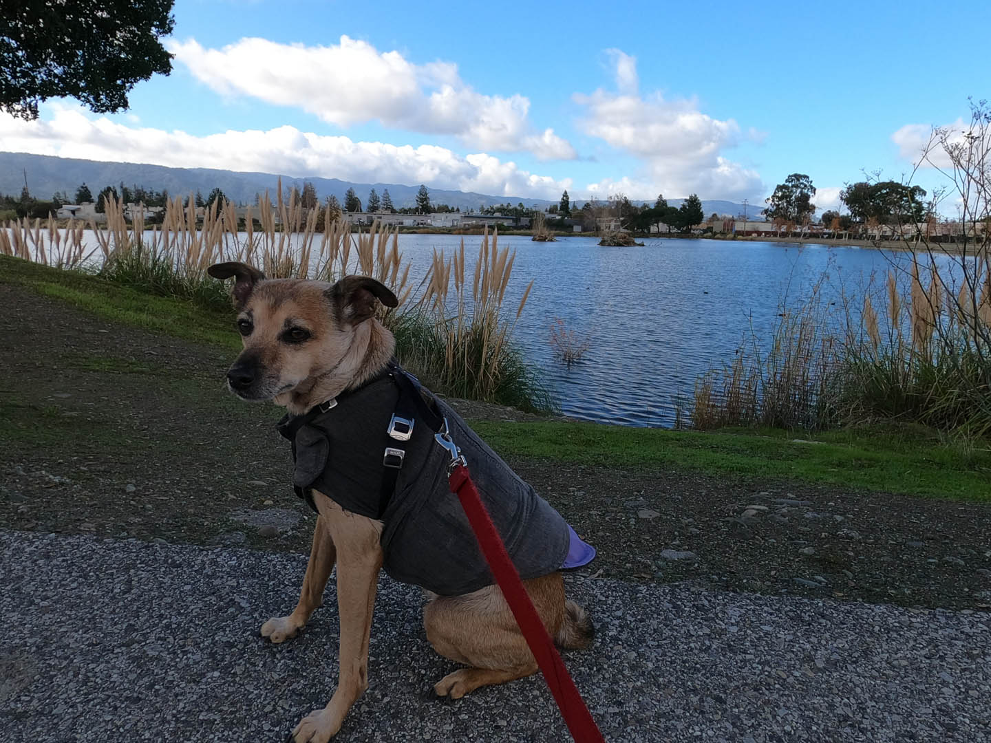 LOS GATOS CREEK PARK: Dog-friendly Santa Clara County Silicon Valley