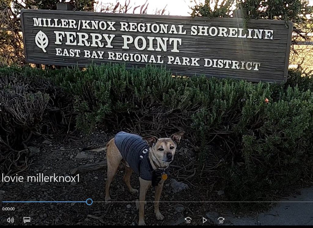 Miller Knox, Point Richmond pet-friendly activity, Richmond pet-friendly activity, East Bay pet-friendly activity, East Bay Regional Parks District, petscango.com