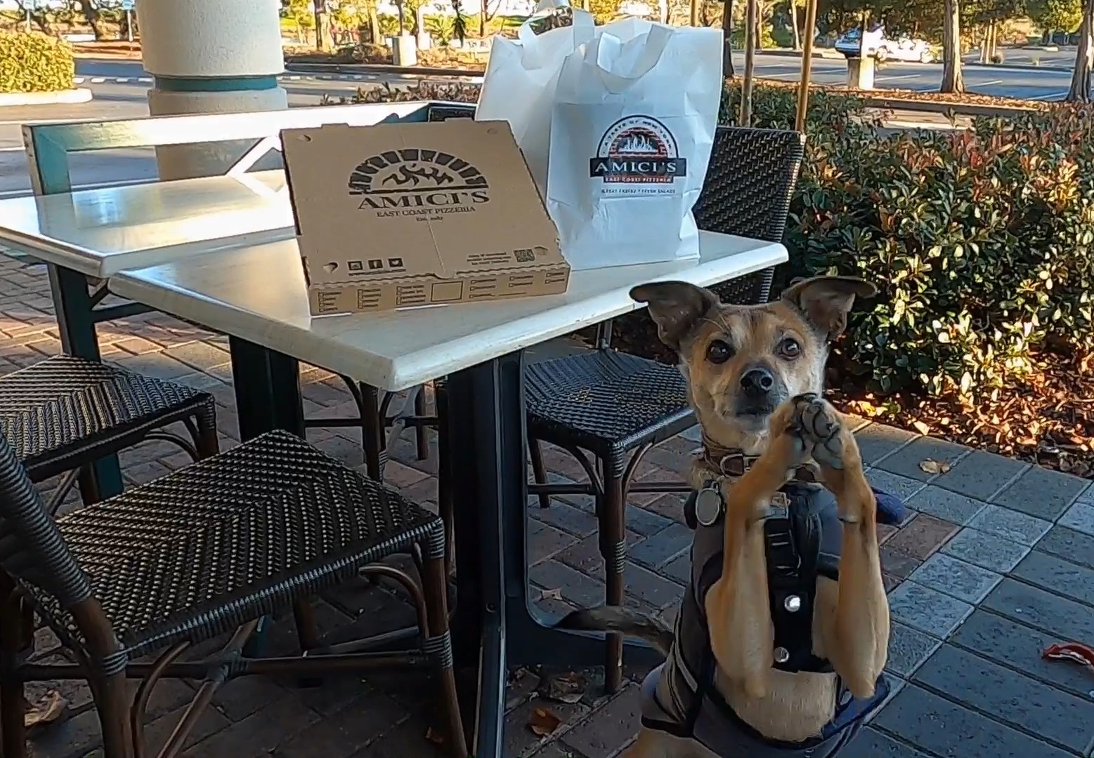 AMICI’S PIZZERIA: Dog-friendly Restaurants San Francisco Bay Area