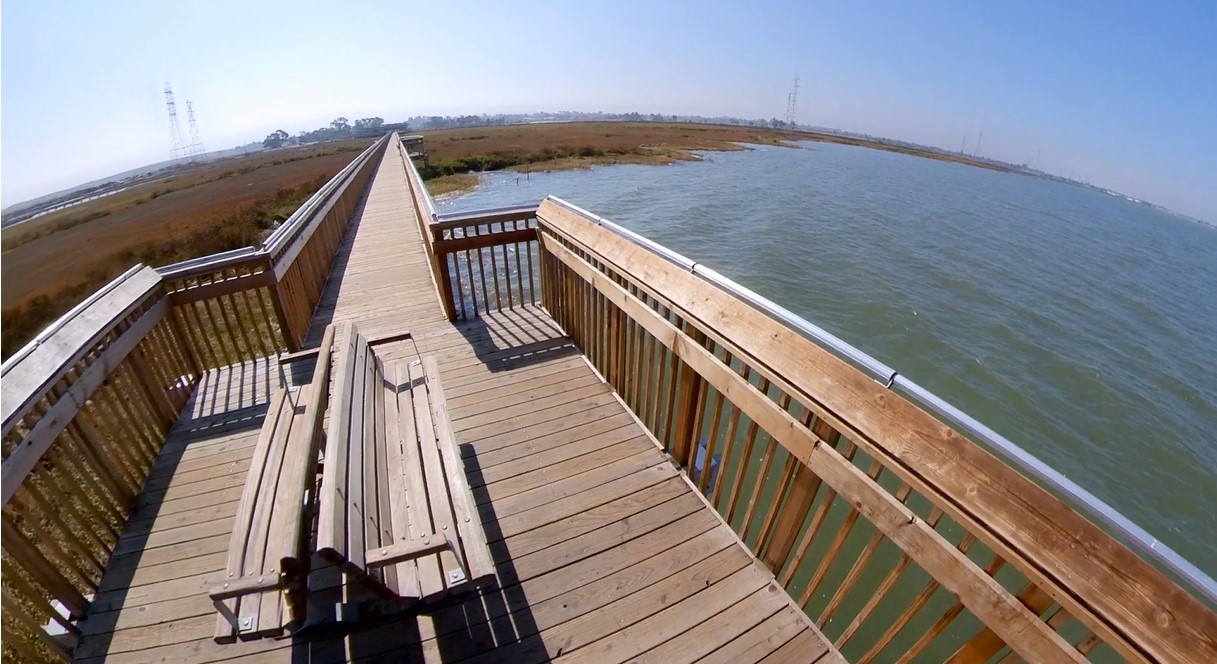 Dogs Allowed at Palo Alto Baylands Pet-friendly Video Review