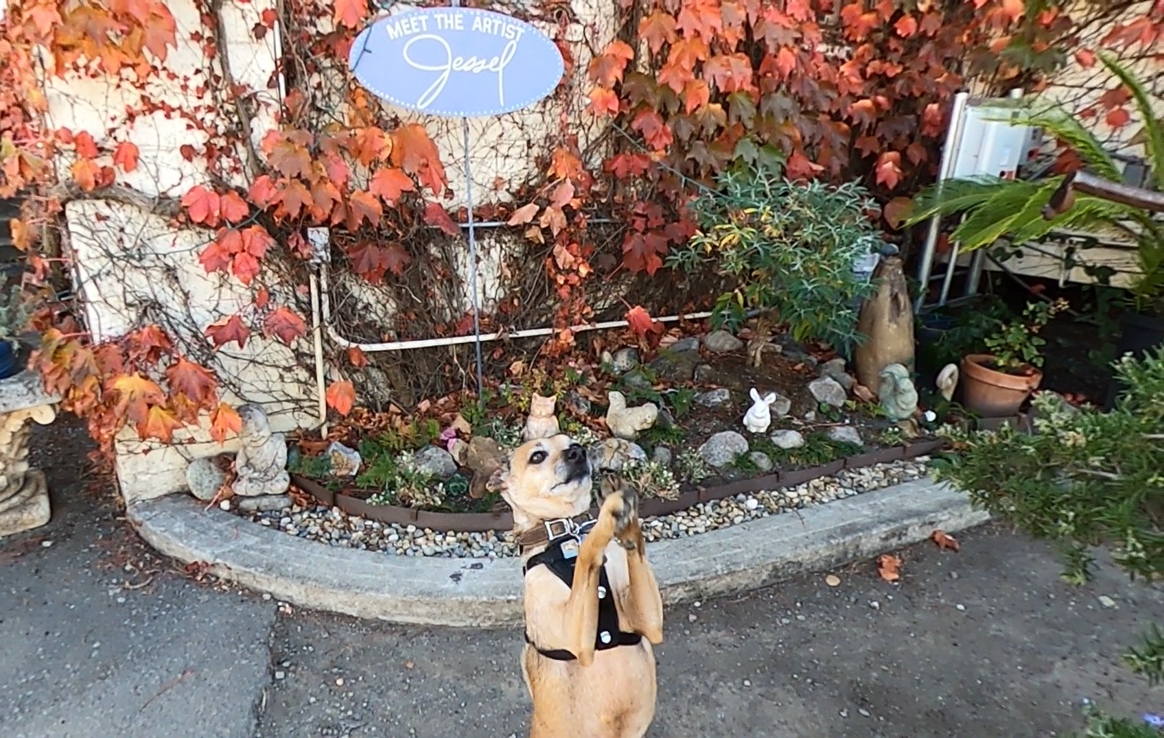 JESSEL GALLERY: Pet-friendly Napa Valley Video Review