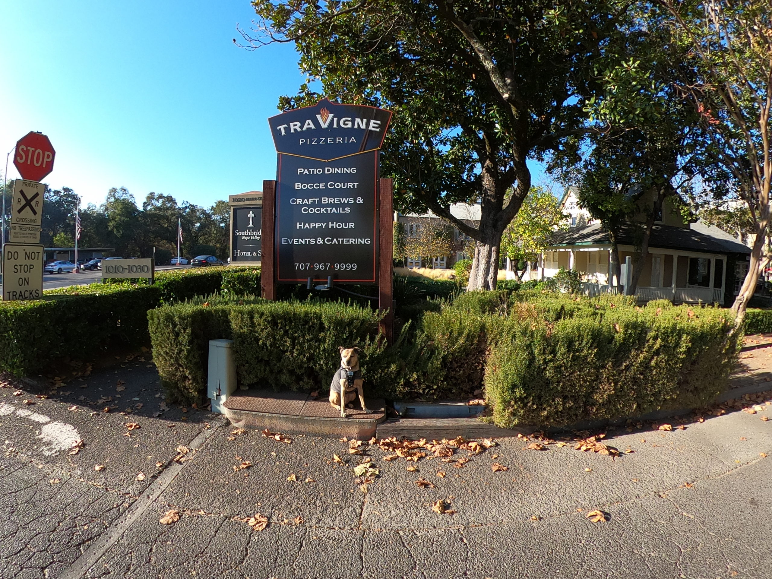 Tra Vigne Pizzeria, Napa Valley pet-friendly restaurant, Wine Country, pet friendly st helena, pet friendly eats, petscango.com