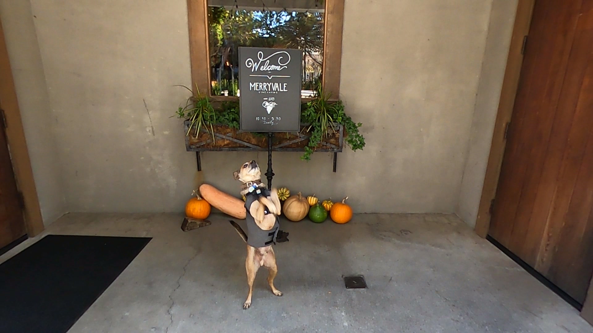 Bringing Dogs to Wineries in Napa CA