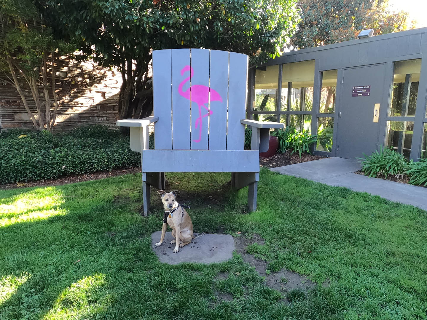 Things To Do With Dogs Santa Rosa: FLAMINGO RESORT Dog-friendly Review