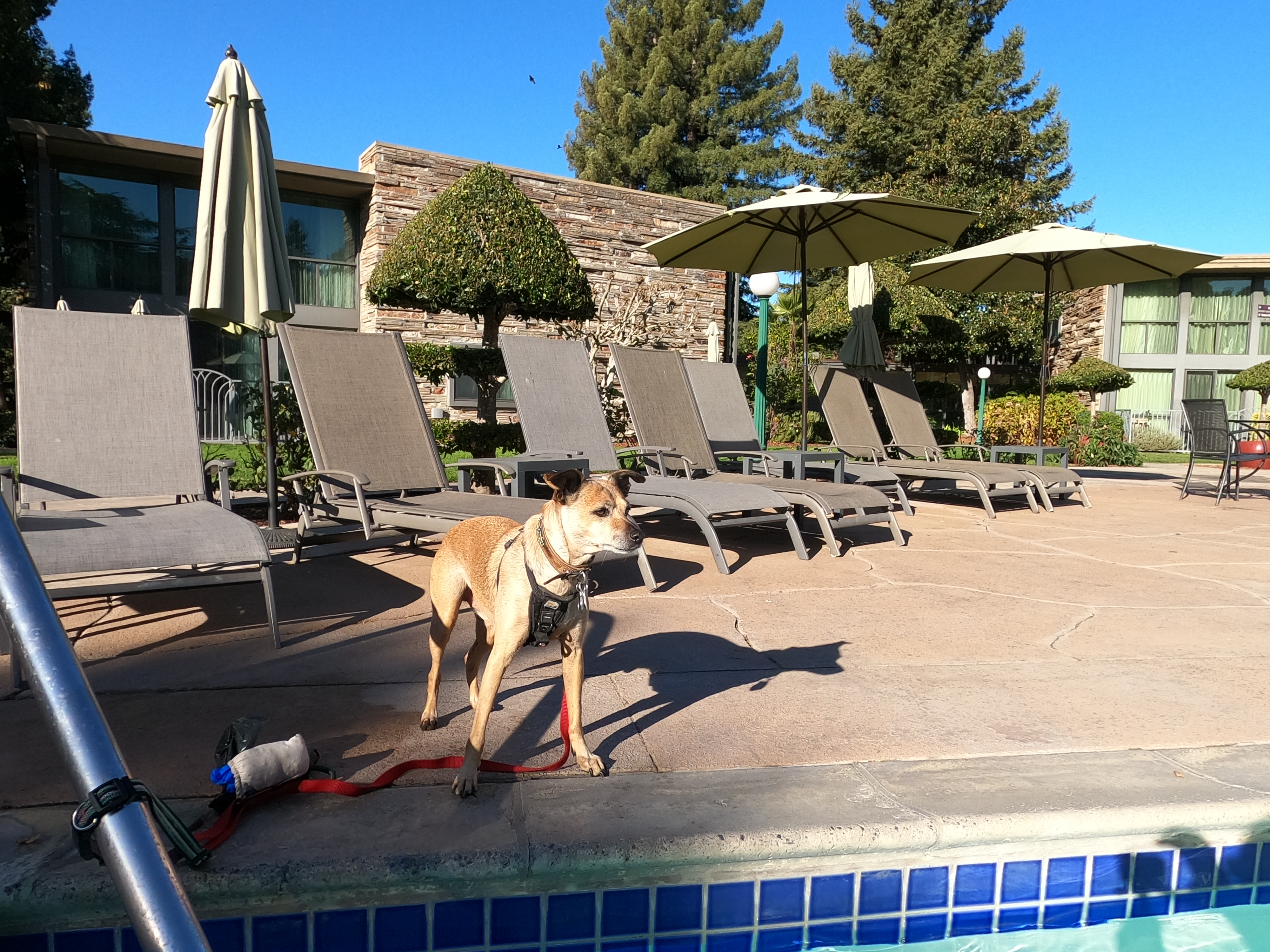 Lovie the dog poolside at Flamingo Resort & Spa
