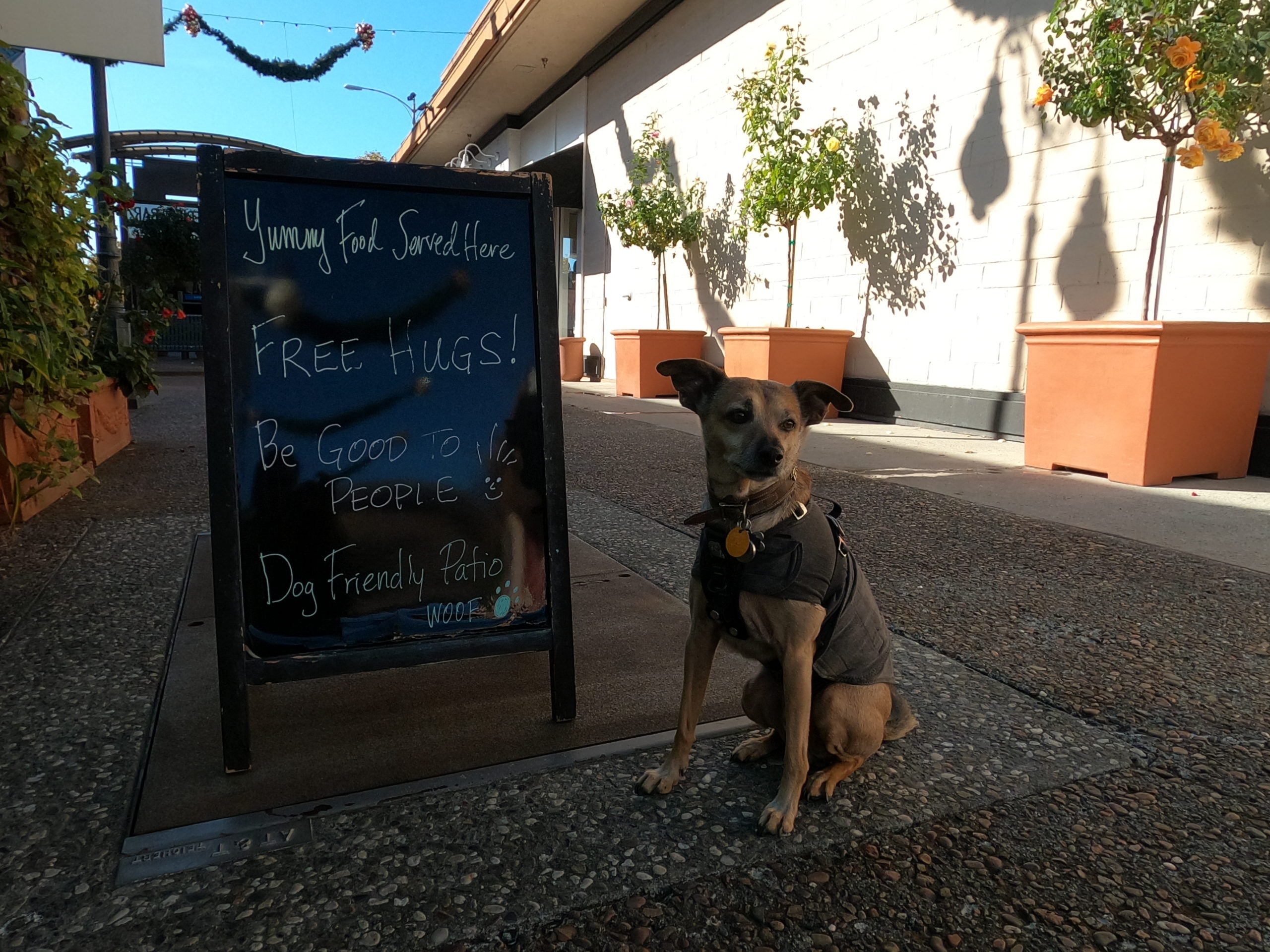 Dog-friendly Cafes Santa Rosa: Emily’s Kitchen