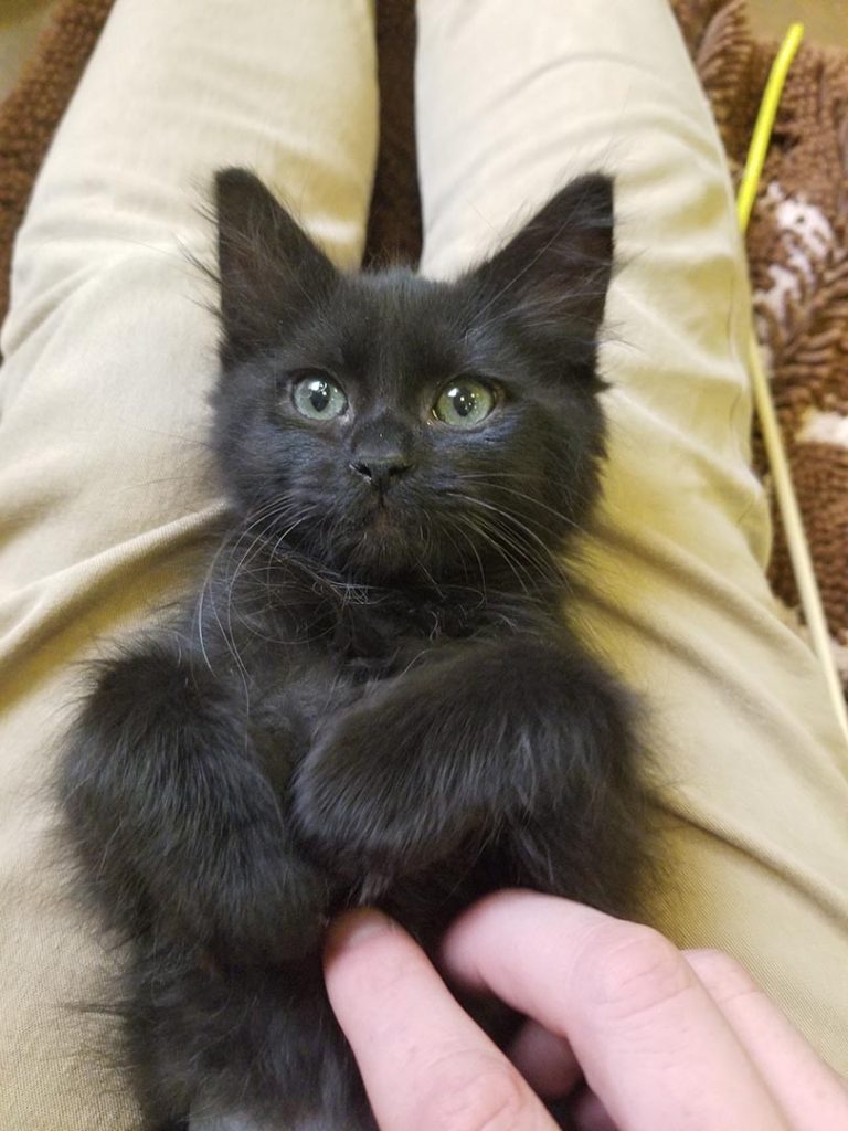 A medium shot of a tiny black kitten being held with someone else reaching into frame to pet the kitty. 