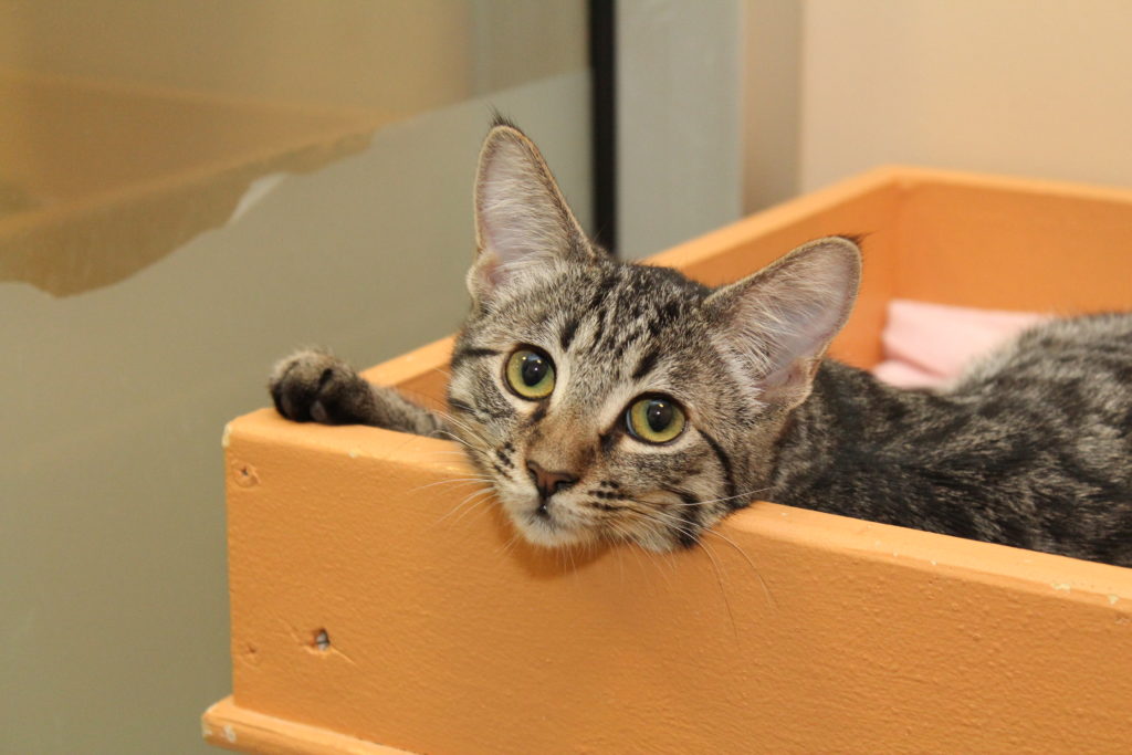 Medium close up of a grey striped cat with green eyes. The cat is looking at the person taking the picture. It looks relaxed in an orange box. 