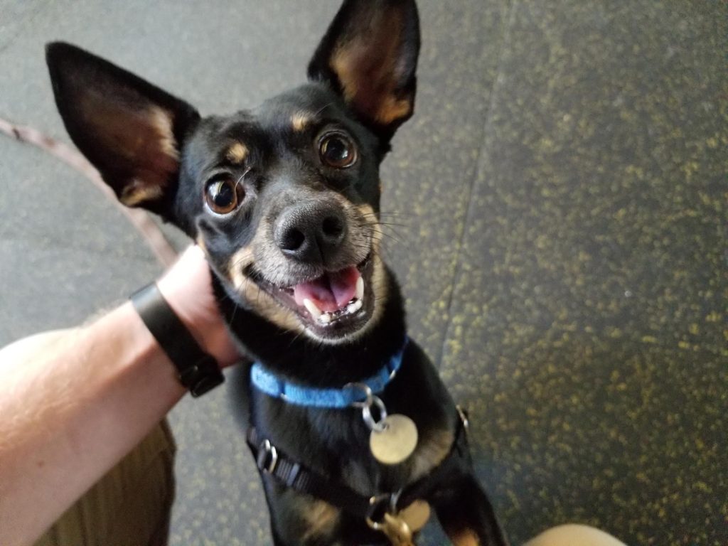 Medium close up of a perky little black and tan dog that looks like a chihuahua miniature pinscher mix. The dog is very cute and looks like he's smiling. He's sporting a blue color with a gold tag. 