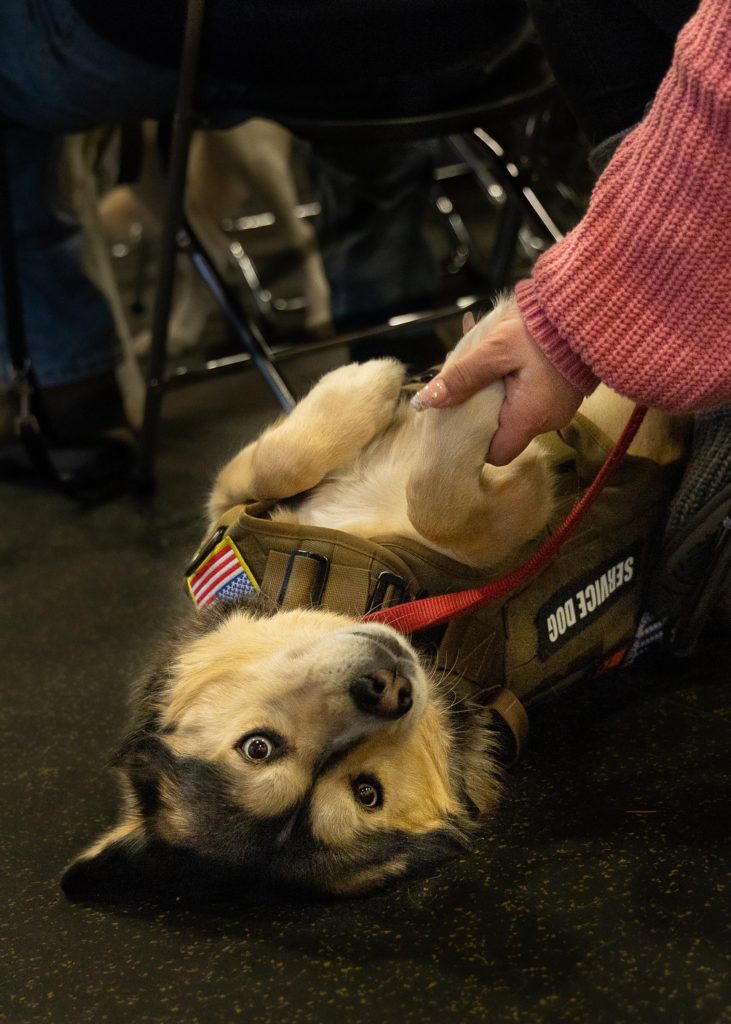 A medium long shot partially revealing a husky dog on its back getting petted by a senior woman with a coral shade sweater. She is shaking the dog's paw like shaking hands to greet. There is a walker partially visible in the background with shallow depth of field slightly blurring it. 