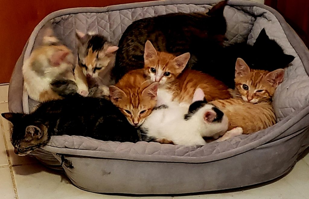 litter of kittens in pet bed basket