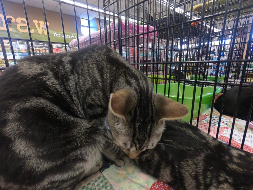 two grey cat grooming littermate in holding cage at love all paws adoption event