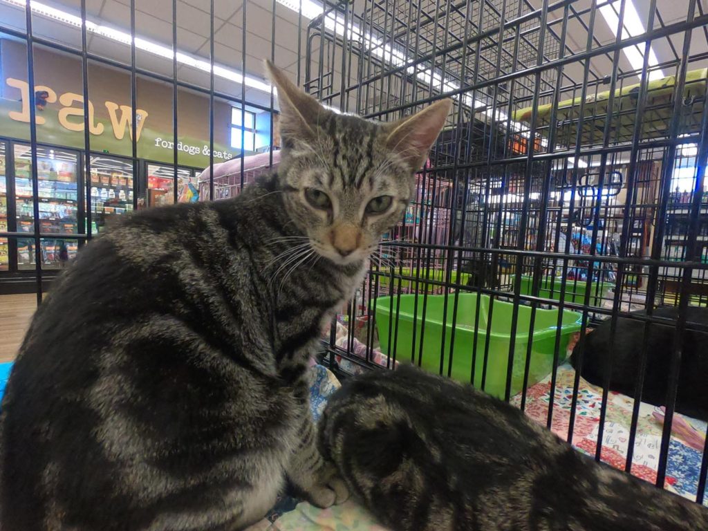 two grey cats in holding cage at love all paws adoption event