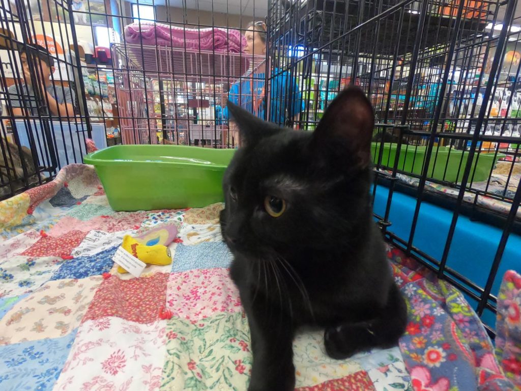 little black kitten in cage waiting to be adopted at love all pawz adoption event
