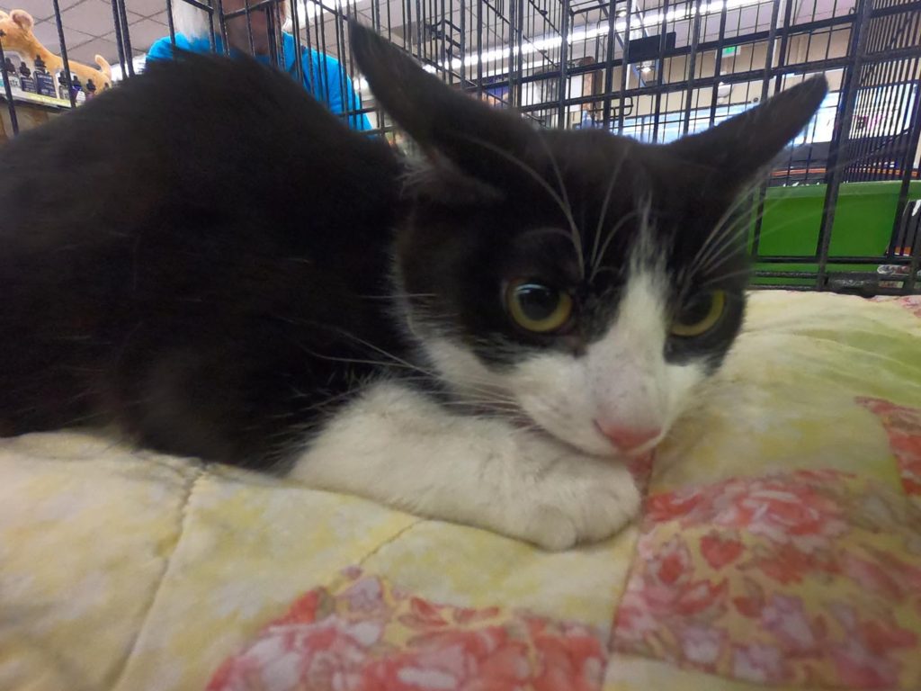 black and white cat snoozing at love all pawz adoption event