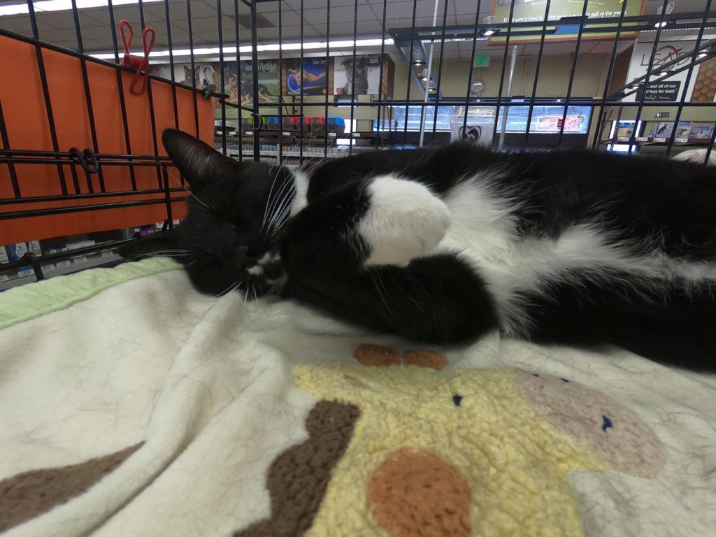 black and white cat snoozing at love all pawz adoption event