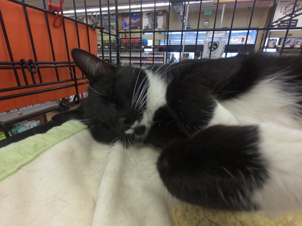 black and white cat snoozing at love all pawz adoption event