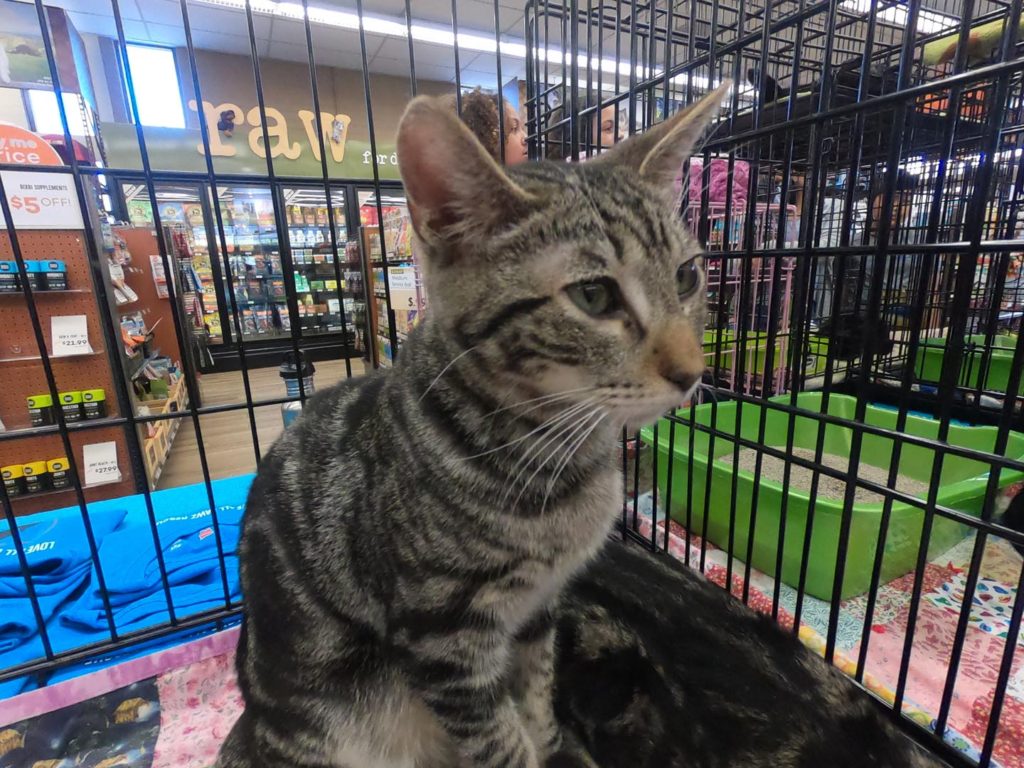 grey cat in holding cage at love all paws adoption event