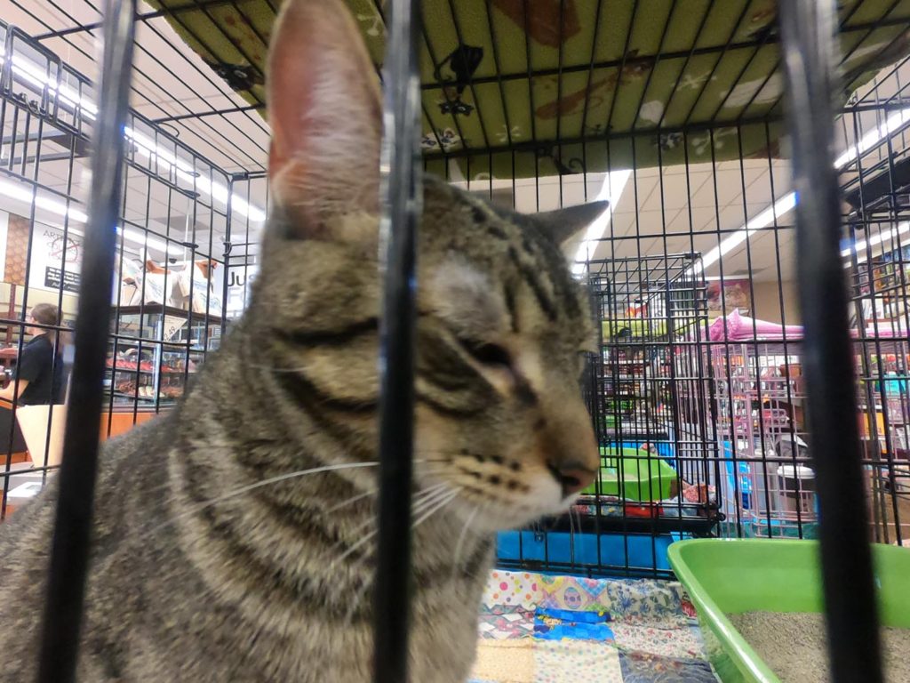 grey cat  mark rubbing cage at love all paws adoption event