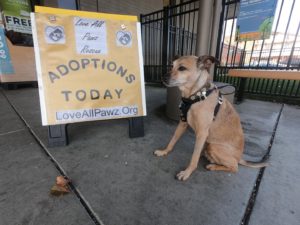 love all pawz cat and kitten adoption saturdays in Castro Valley