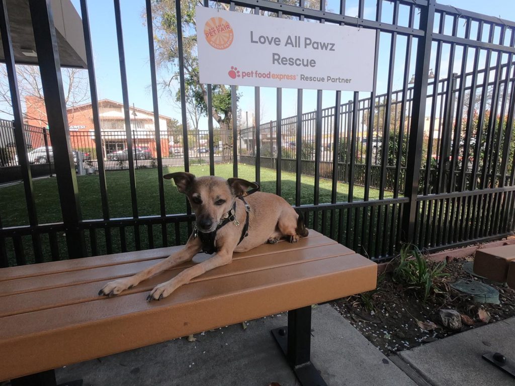 love outside in front of love all paws banner for adoption event