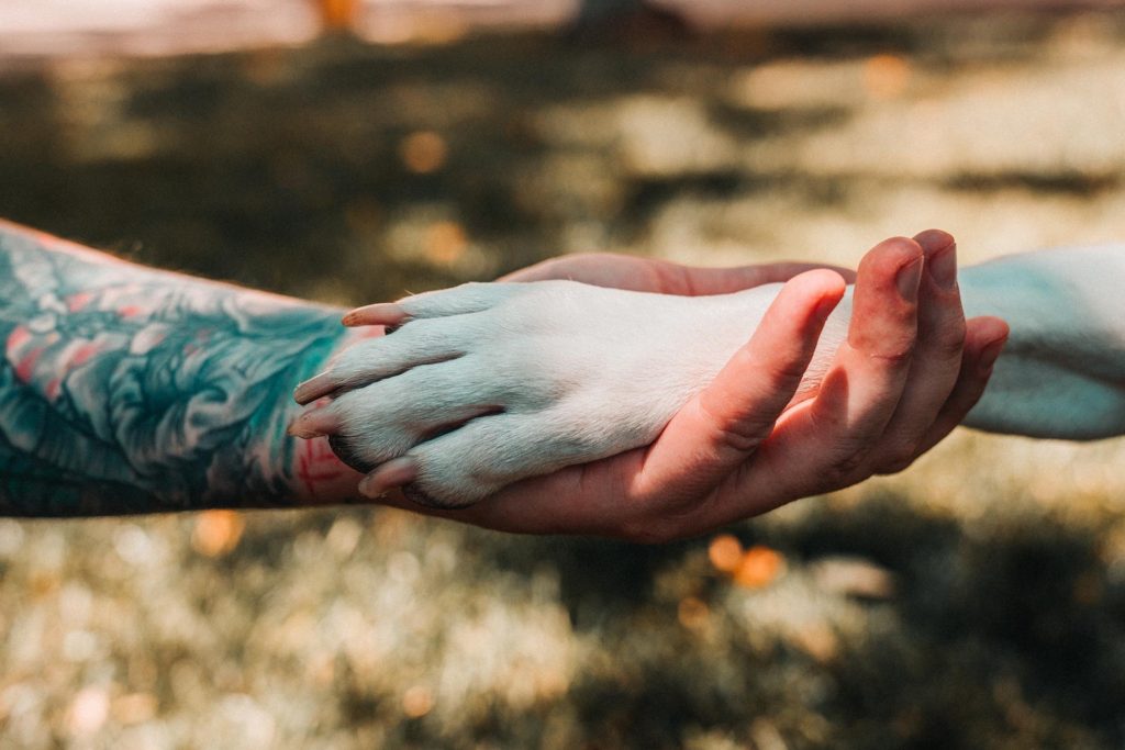 Close up of a dog's white paw in the hands of a white male