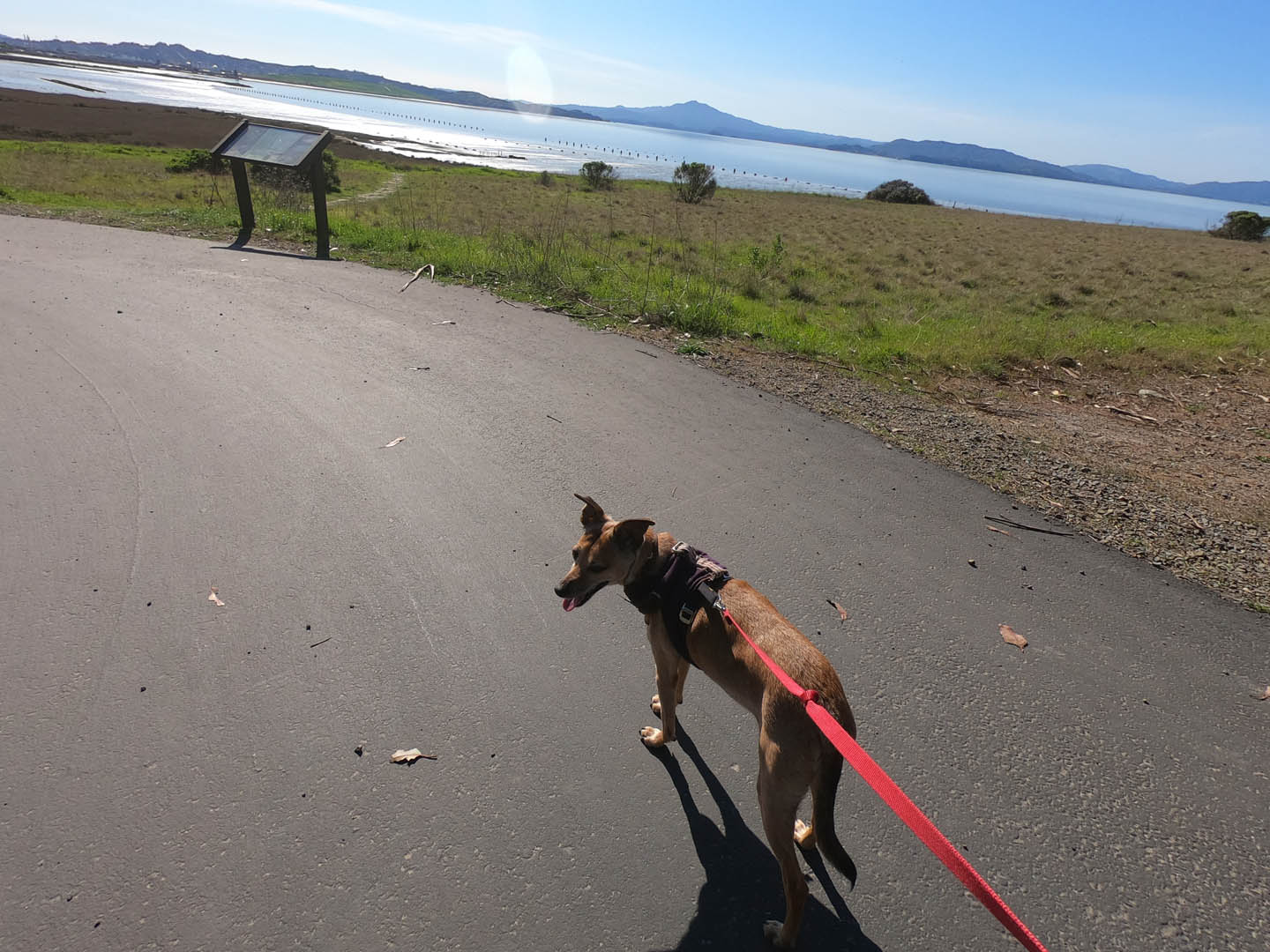 POINT PINOLE: Dog-friendly Contra Costa County East Bay