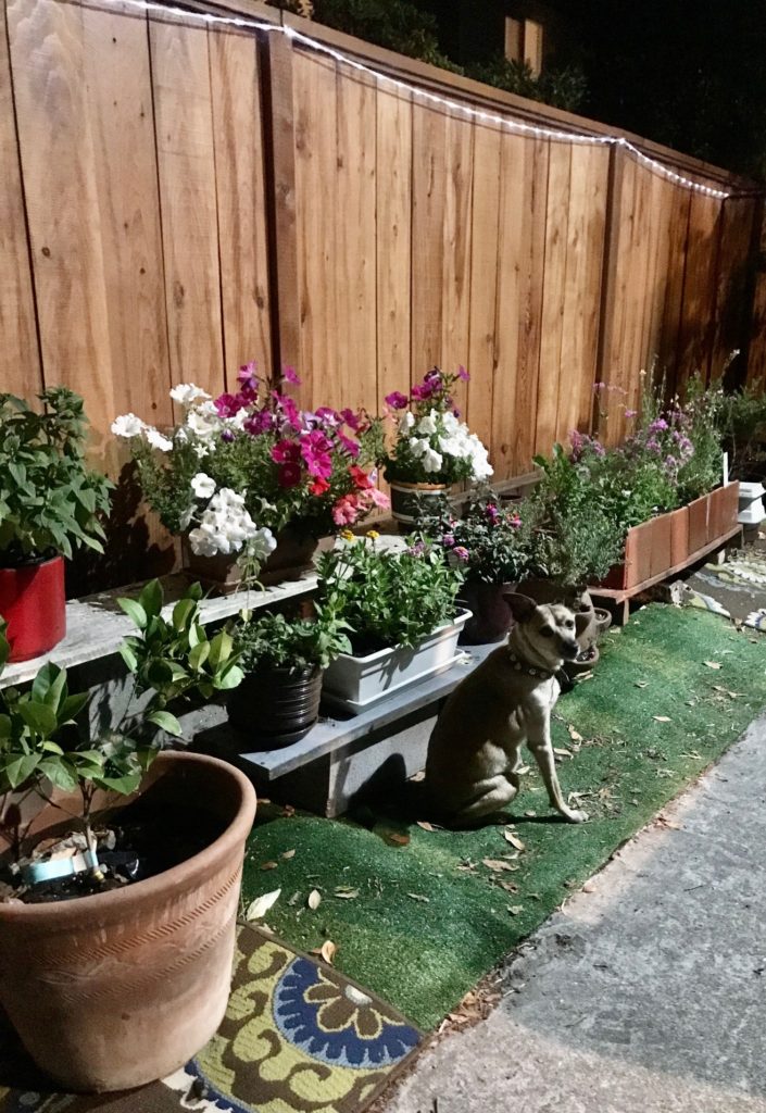 outdoor potted plants safe for dogs and cats