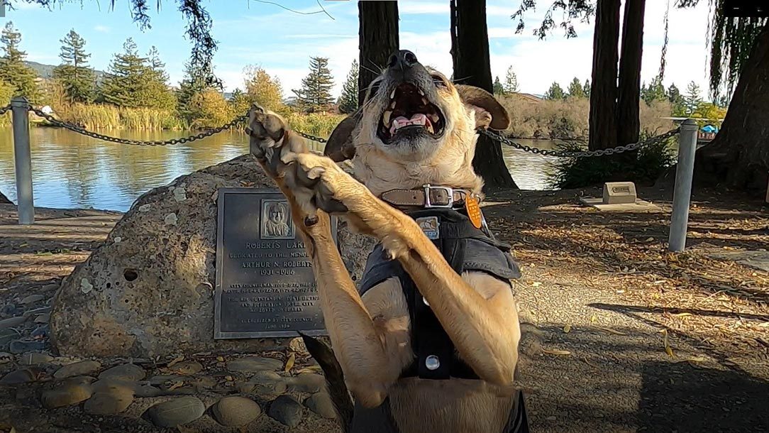 Lovie dancing for joy at the bark park in Rohnert Park, CA