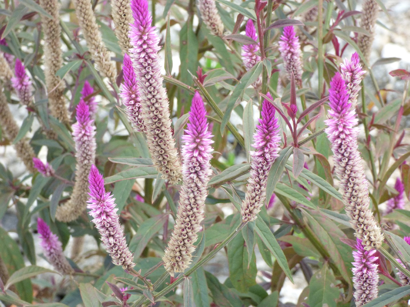 Celosia Flowers Not Poisonous to Dogs & Cats