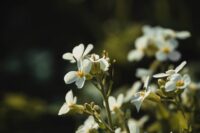 Alyssum pet safe flower with small white buds