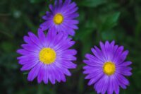 Aster pet safe flower with bright spiny flowers with yellow centers