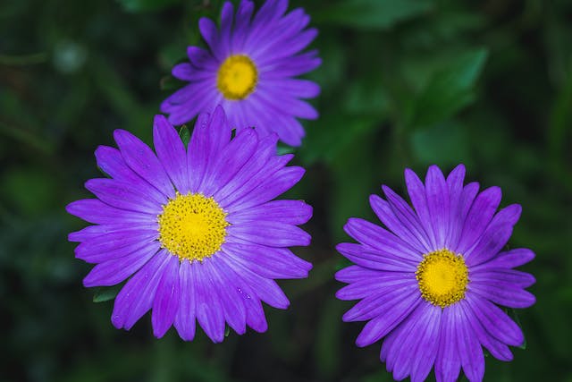 Aster pet safe flower not aggressive with bright spiny flowers with yellow centers