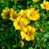 Coreopsis with tall yellow pet safe flowers