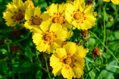 Coreopsis is Not Toxic to Pets: Pet Safe Garden Flowers