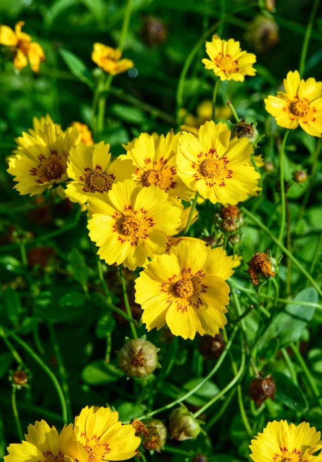 Coreopsis with tall yellow pet safe flowers