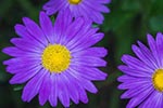 asters are pet safe flowers