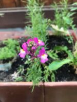 baby snapdragon flowers safe for dogs and cats