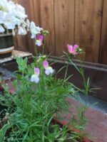 snapdragons bloom once in sun every year