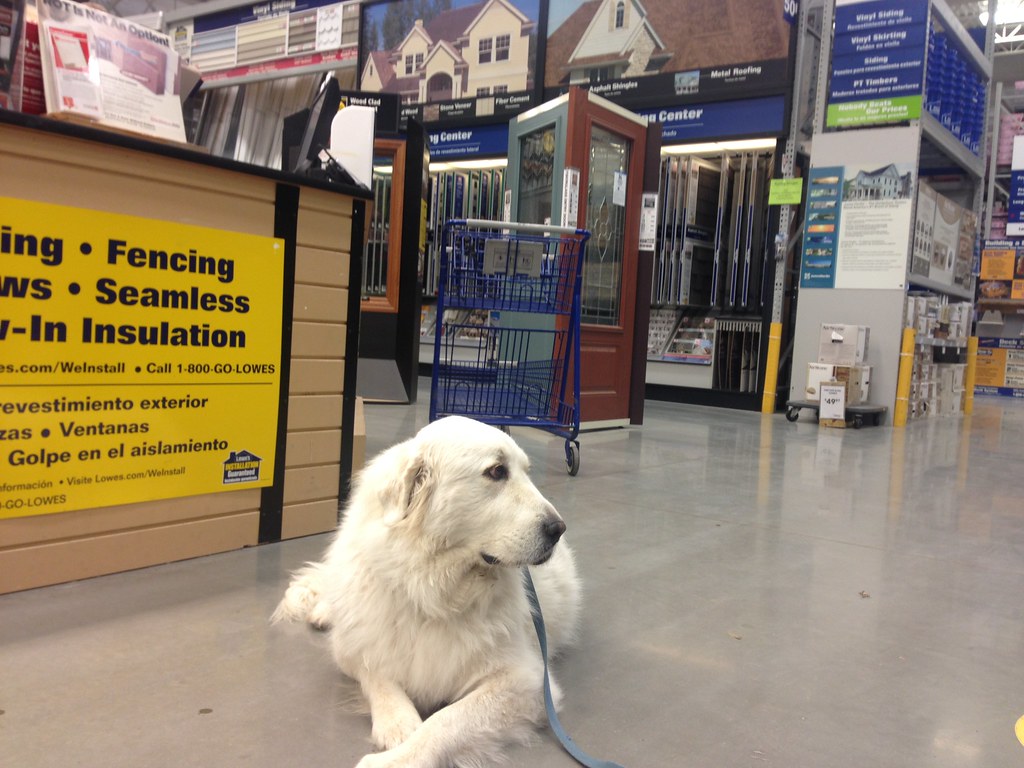 Well-behaved Dogs Allowed at Lowe’s: Train Your Dog to Shop
