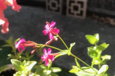 How To Take Care of Catchfly Pet Safe Perennial Plant