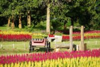 celosia tall cone shaped multicolored pet safe flowers