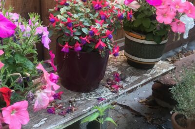 Fuchsia Is Not Bad, It’s Cat & Dog Safe