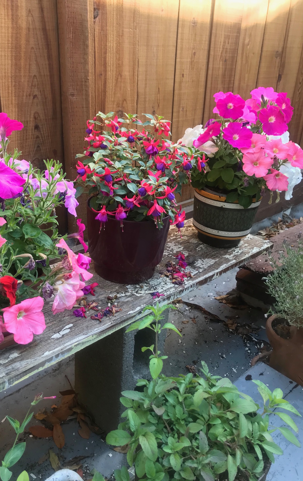 different shades of pink petunia and fuchsia pet safe flowers