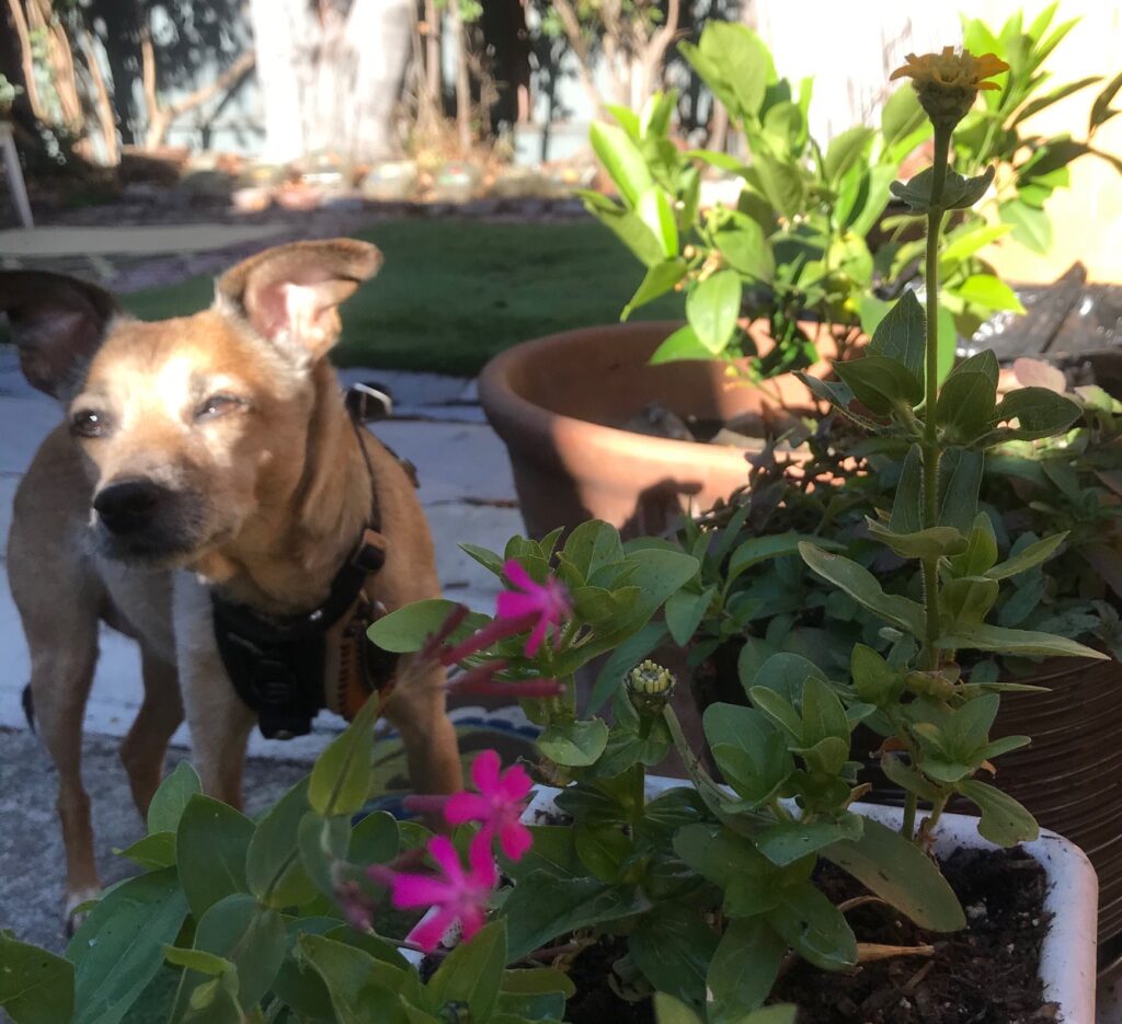 lovie in pet safe garden next to catchfly flower