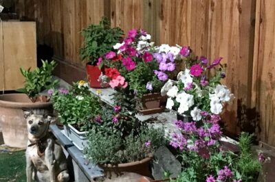 Pet-Friendly Flowers Safe For Cats & Dogs