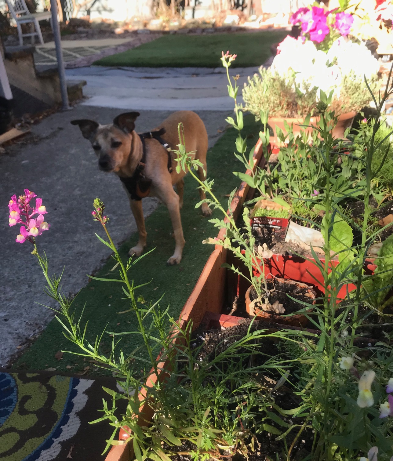 Lovie mixed breed rescue in pet safe container garden with snapdragons, petunias and catchfly flowers