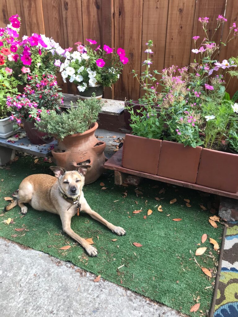 Lovie mixed breed rescue in pet safe garden with snapdragons, petunias and lavender flowers